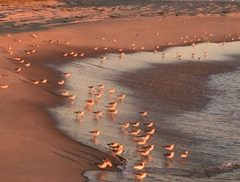 FAMILY CONSTELLATIONS ON NANTUCKET ISLAND Family Constellations Workshop 2017 at Nantucket Island beach -