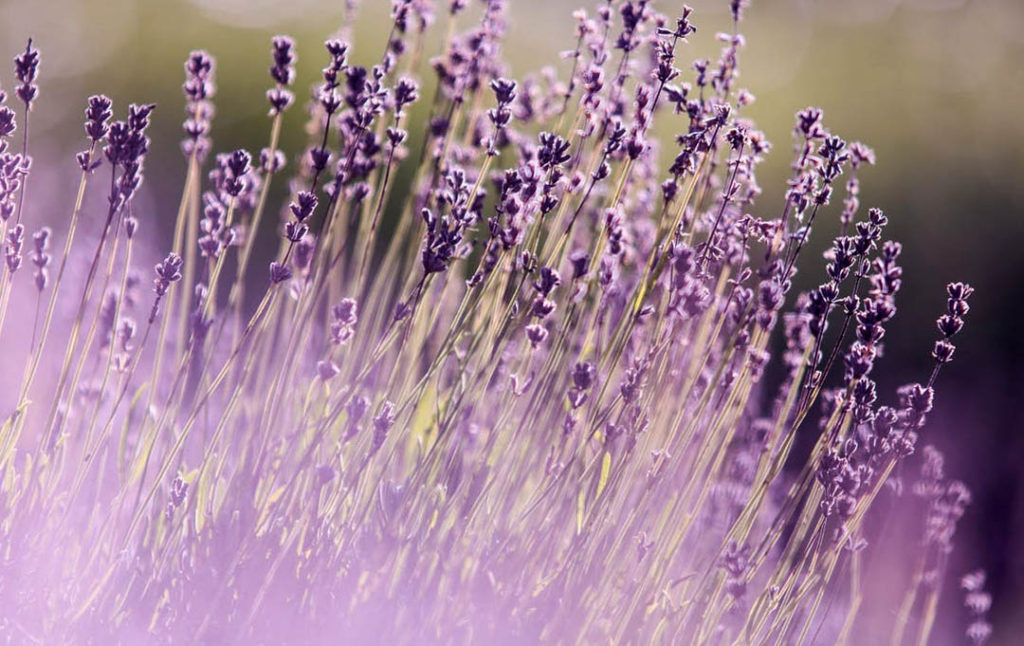 lavender field, to symbolize the use of essential oils with family constellations to fully clear transgenerational emotional patterns